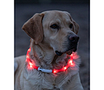 LED-Leuchthalsband fr Hunde