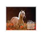 Haflinger Kalender 2024