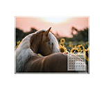 Haflinger Kalender 2024