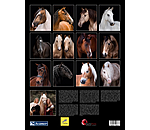 Pferde im Portrait Kalender 2023