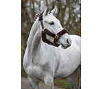 Teddyfleece-Halfter Protection