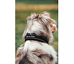 Zugstop-Hunde-Halsband Charlie