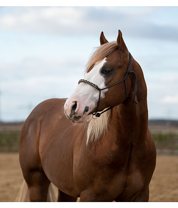 Knotenloses Halfter Bonny