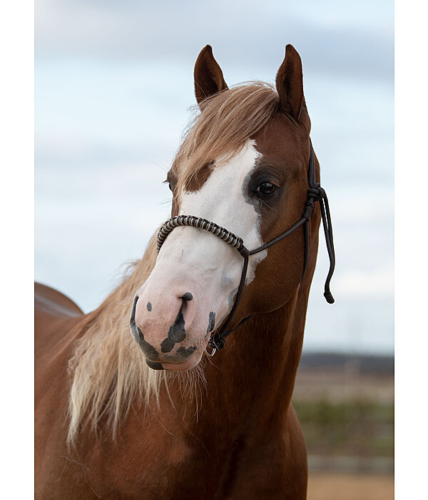 Knotenloses Halfter Bonny