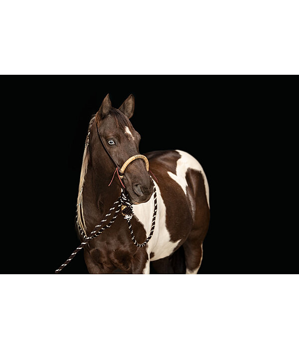 Bosal Remy