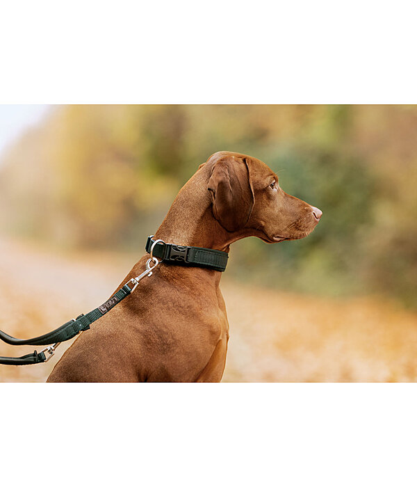 Hundehalsband Becks