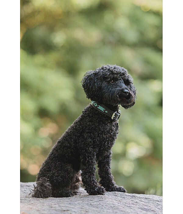 Hunde-Lederhalsband Nashville