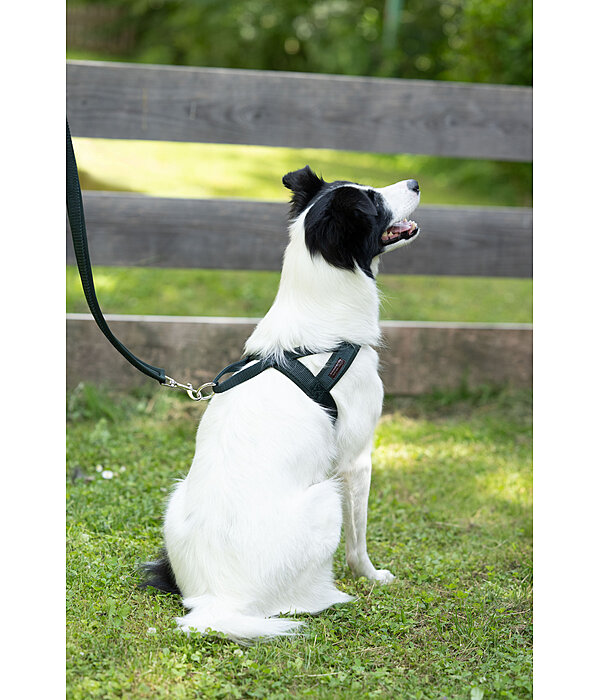Norweger-Hundegeschirr Miley