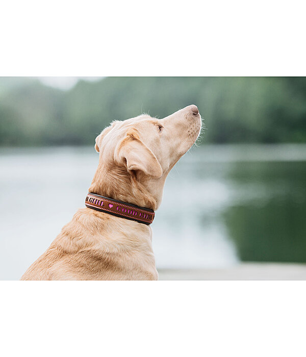 Leder-Hundehalsband Good Dog