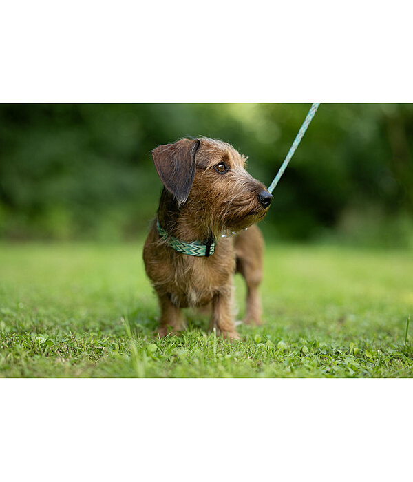 Halsband und Leine Set Zap