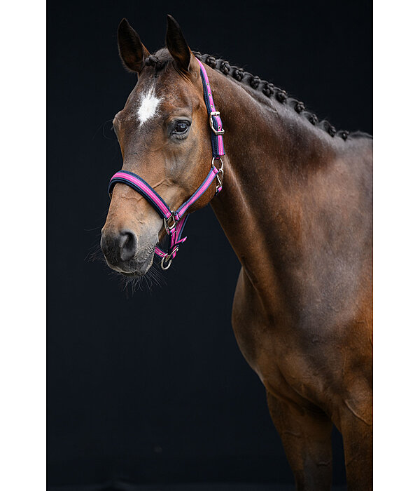 Halfter Swiss Design II