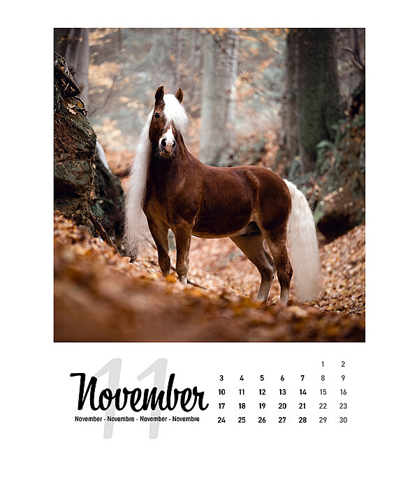 Pferdekalender 2024