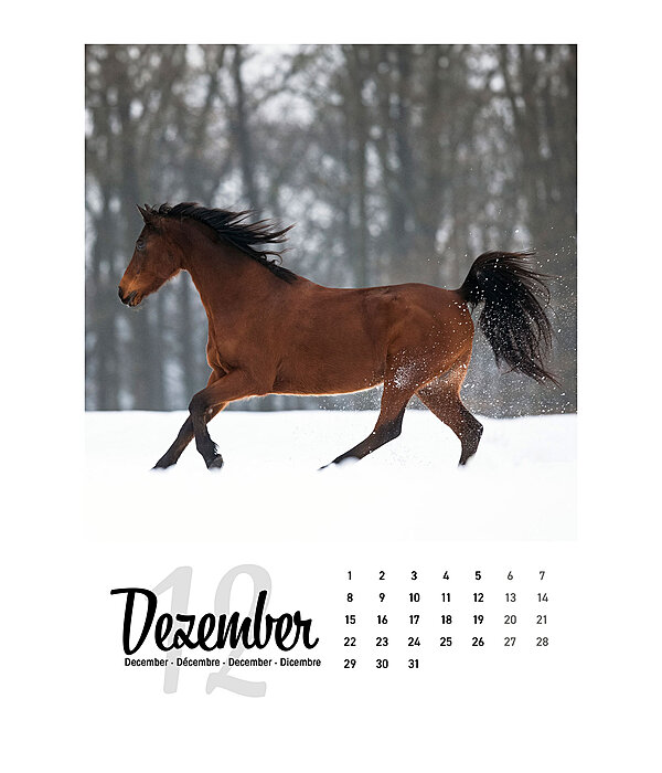 Pferdekalender 2024