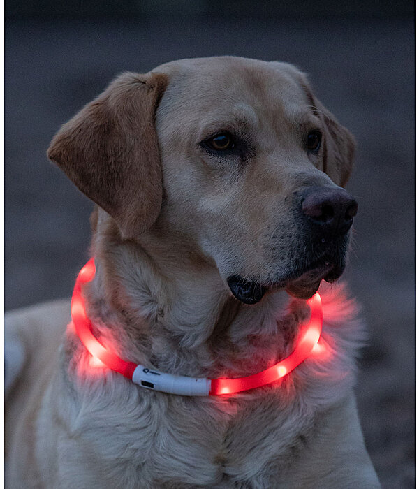 LED-Leuchthalsband für Hunde