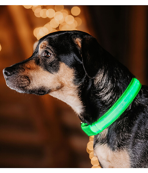 LED-Hundehalsband Loom