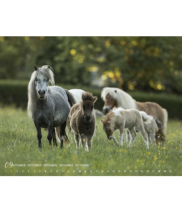 Minis Kalender 2024