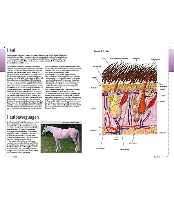 Anatomie verstehen - Die Organe des Pferdes