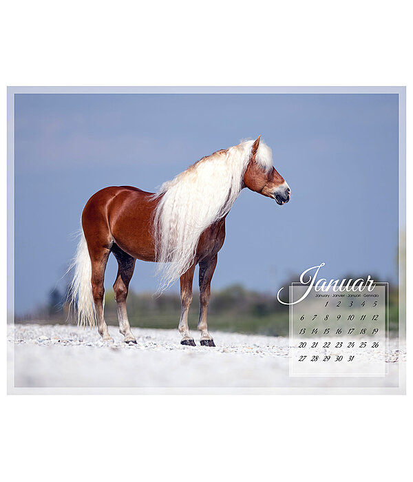 Haflinger Kalender 2024
