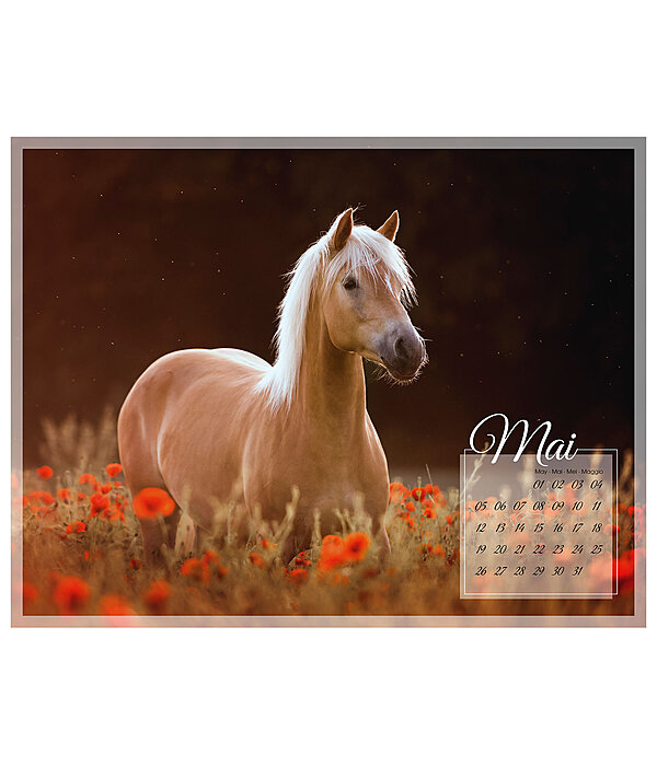 Haflinger Kalender 2024