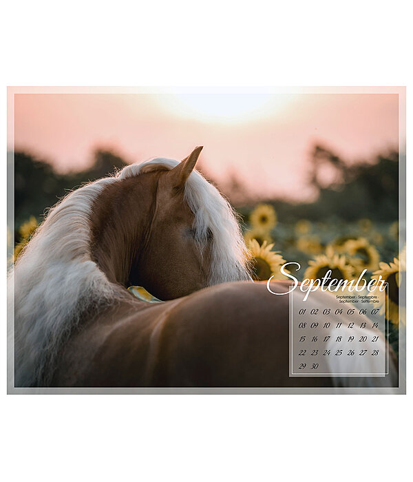 Haflinger Kalender 2024