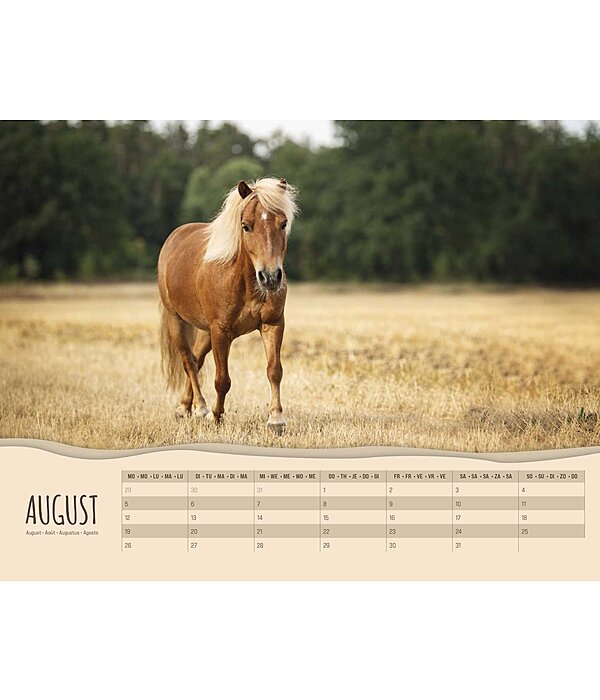 Pony Kalender 2024
