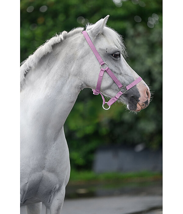 Fohlen- und Shettyhalfter Grow with You