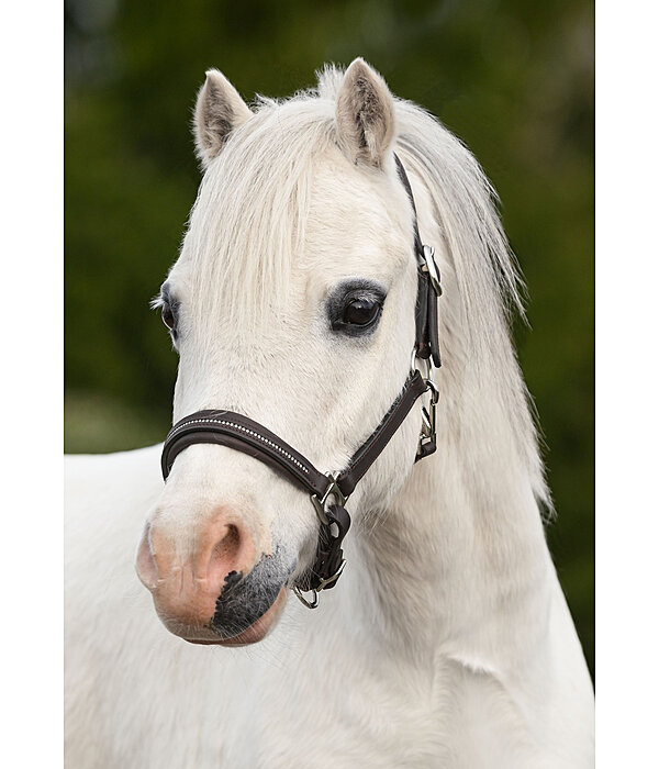 Fohlen- und Shetty-Lederhalfter Selina mit Glitzersteinen