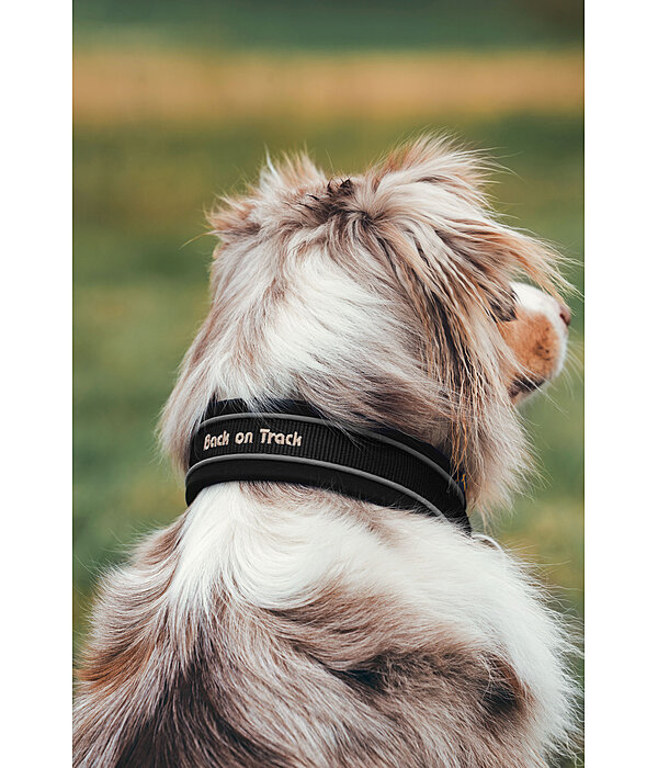 Zugstop-Hunde-Halsband Charlie